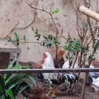 خروس و مرغ و بوقلمون