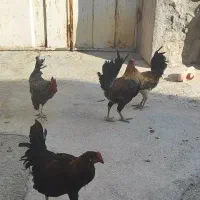 خروس