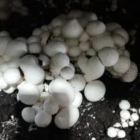 نیروی کار شیفت شب سالن دار شرکت قارچ