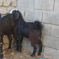 ۲ تروشت فروشی|حیوانات مزرعه|ایرانشهر, |دیوار