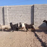 ۸راس و۳ راس نر بز همشون کیلوی میدم پول نیازم