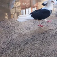 پرشی گرفته شده