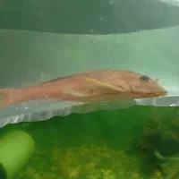 لجنخوار.   کت شکلاتی