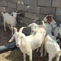 بز بزغاله سانن پاکستانی کاموری دورگه گلابی