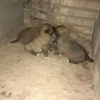 توله سراب ماده واگذاری رایگان