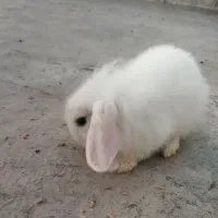 خرگوش لوپ