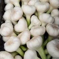 سیر تر
