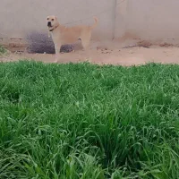 سگ دو ساله سرابی آلبا اصیل