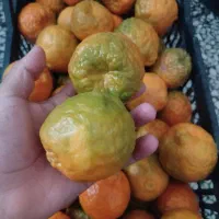 نارنگی خوش طعم کوهستان