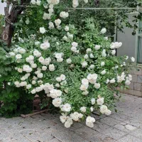 ۱۵۰ متر ویلایی حیاط دار