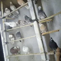 کفتر و کبوتر زمینی و پرشی|پرنده|اسلام‌شهر, شهرک مفیدی|دیوار