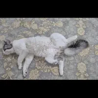 گربه نر و ماده|گربه|مشهد, فتح المبین|دیوار