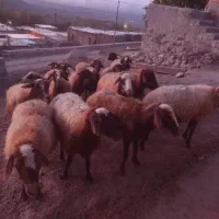 گوسفند دامازدخ|حیوانات مزرعه|ویلکیج, |دیوار