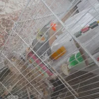 عروس  هلندی باقفس