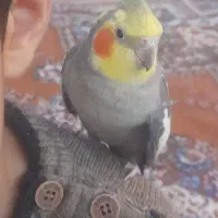 عروس هلندی دست آموز سخن گو