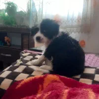 واگذاری|سگ|پرند, فاز ۶|دیوار