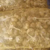 سیر|خوردنی و آشامیدنی|بهار, |دیوار