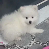 سگ پامر آپارتمانی