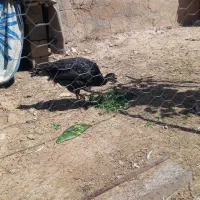بوقلمون