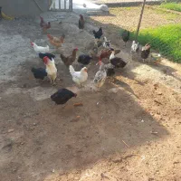 مرغ و خروس درجه یک|حیوانات مزرعه|ری, امین آباد|دیوار