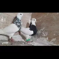 کبوتر طوقی شیش دونگ|پرنده|سوق, |دیوار