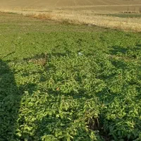 نعنا و چغندر موجوده