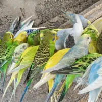 پرنده مرغ عشق|پرنده|میناب, |دیوار