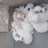 واگذاری رایگان توله دورگه