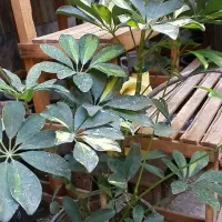 گل طبیعی نو از گلخانه