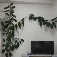 فروش گل زینتی