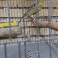 قناری جفت معاوضه با قناری ماده