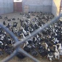 اردک چاق|حیوانات مزرعه|رشت, منظریه|دیوار