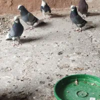 کبوتر|پرنده|فولادشهر, فولادشهر|دیوار