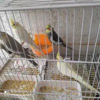 عروس هلندی مرغ عشق قناری کوتوله فنچ گرین چیک|پرنده|خواف, |دیوار