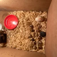 ساخت و فروش دستگاه‌های جوجه کشی