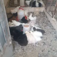 فروش حدود۳۰ عدد مرغ ابریشمی|حیوانات مزرعه|اصفهان, کشاورزی|دیوار