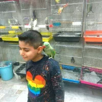 شاه طوطی سخنگو دستی درشت ضمانت ۵ سال