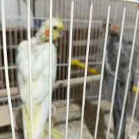 جوجه عروس هلندی