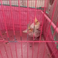 عروس هلندی قیمت ۳ ملیون