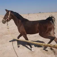 اسب .مادیان.کره اسب