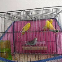 پرنده های خوش صدا|پرنده|شیراز, شهرک جماران|دیوار