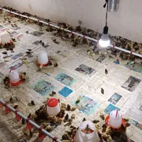 فروش جوجه بلدرچین یک روزه و تخم گذار|حیوانات مزرعه|محمدشهر, شهرک چمران|دیوار