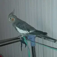 عروس هلندی ماده ۲.۵ ساله