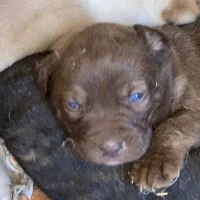 واگذاری پیتبول نژاد اصیل با رنگ های مختلف