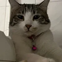 گمشده|حیوانات|پردیس, کمرد|دیوار