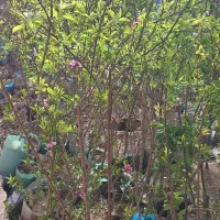 نهال پیوندی گلدانی دوساله و سه ساله 100تومان