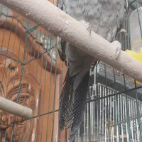 عروس هلندی|پرنده|خمینی‌شهر, |دیوار