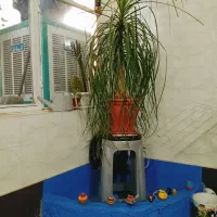 گل لیندا|گل و گیاه طبیعی|پردیس, فاز ۸|دیوار