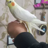 عروس هلندی لوتینو نر دستی مست مست درشت ضمانتی|پرنده|مشهد, طبرسی شمالی|دیوار