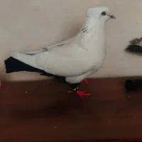 کفتر دم سیاه